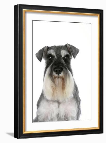 Miniature Schnauzer-null-Framed Photographic Print