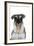 Miniature Schnauzer-null-Framed Photographic Print