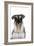 Miniature Schnauzer-null-Framed Photographic Print