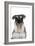 Miniature Schnauzer-null-Framed Photographic Print