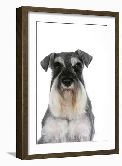 Miniature Schnauzer-null-Framed Photographic Print