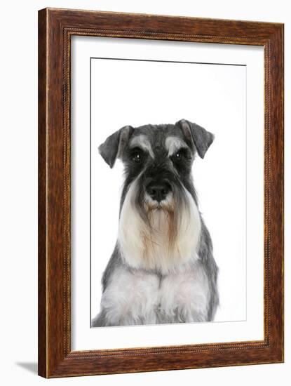 Miniature Schnauzer-null-Framed Photographic Print