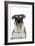 Miniature Schnauzer-null-Framed Photographic Print