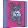 Miniature Schnauzer-Denny Driver-Mounted Giclee Print