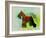 Miniature Schnauzer-NaxArt-Framed Art Print