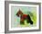 Miniature Schnauzer-NaxArt-Framed Art Print