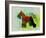 Miniature Schnauzer-NaxArt-Framed Art Print