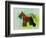 Miniature Schnauzer-NaxArt-Framed Art Print