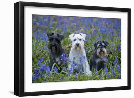 Miniature Schnauzers in Bluebells-null-Framed Photographic Print