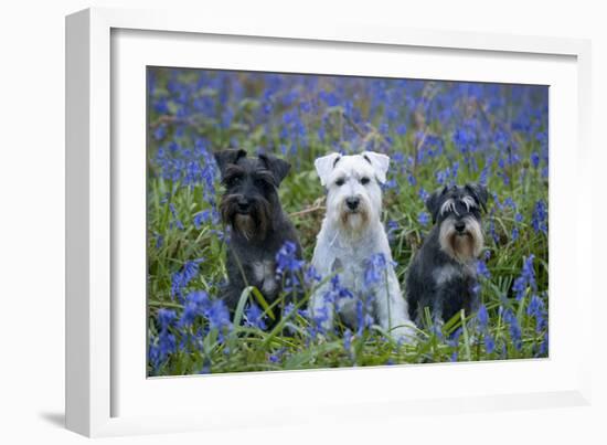 Miniature Schnauzers in Bluebells-null-Framed Photographic Print