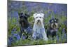 Miniature Schnauzers in Bluebells-null-Mounted Photographic Print