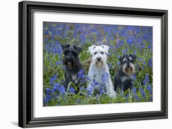Miniature Schnauzers in Bluebells-null-Framed Photographic Print
