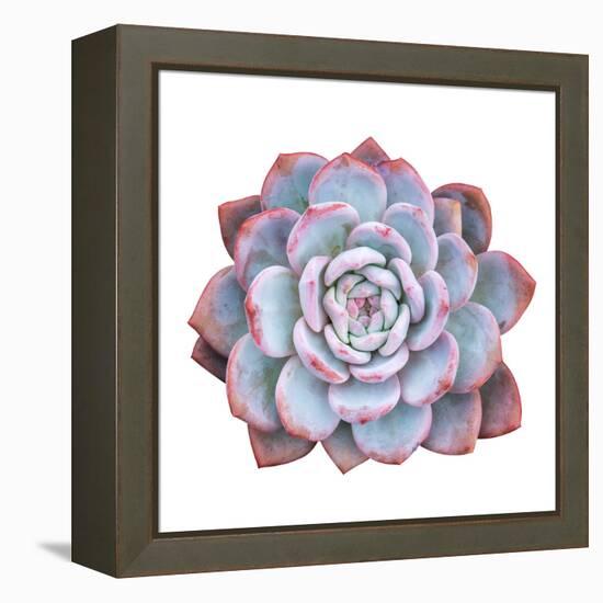 Miniature Succulent Plants Isolated-kenny001-Framed Stretched Canvas