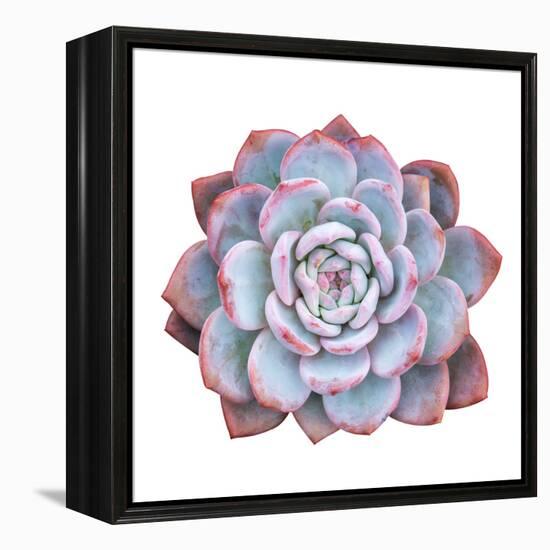 Miniature Succulent Plants Isolated-kenny001-Framed Stretched Canvas