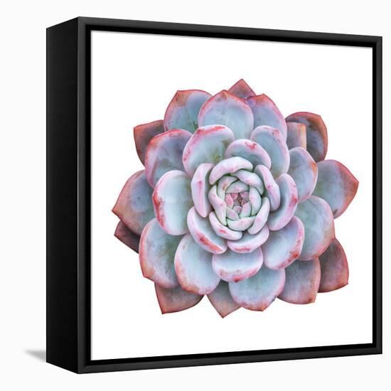 Miniature Succulent Plants Isolated-kenny001-Framed Stretched Canvas