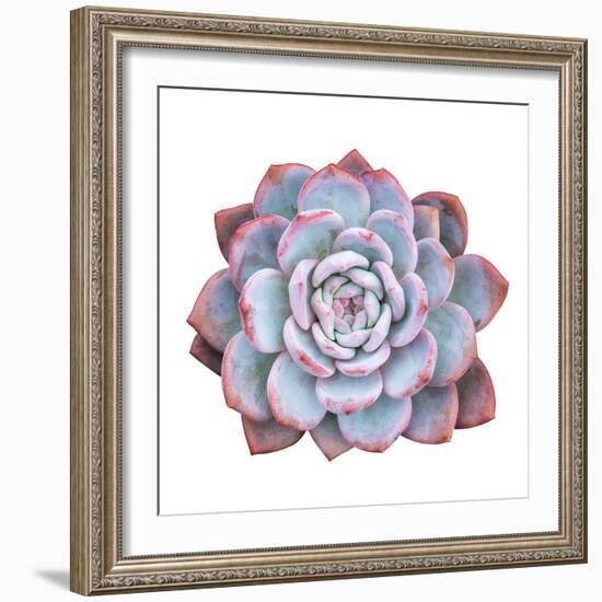 Miniature Succulent Plants Isolated-kenny001-Framed Photographic Print