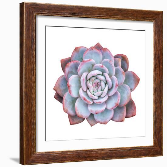 Miniature Succulent Plants Isolated-kenny001-Framed Photographic Print