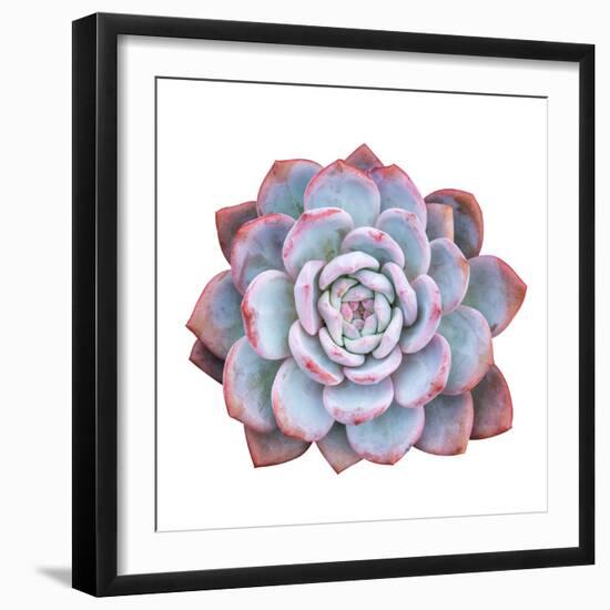 Miniature Succulent Plants Isolated-kenny001-Framed Photographic Print