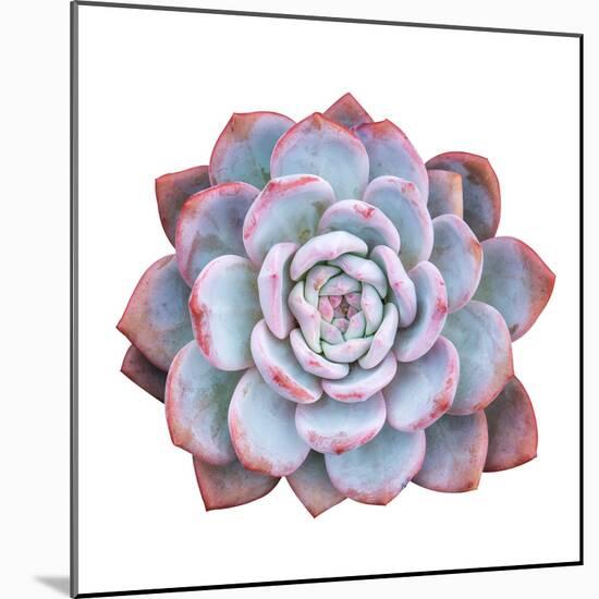 Miniature Succulent Plants Isolated-kenny001-Mounted Photographic Print