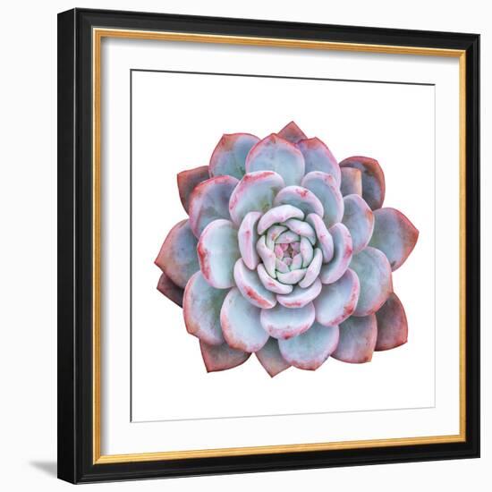 Miniature Succulent Plants Isolated-kenny001-Framed Photographic Print