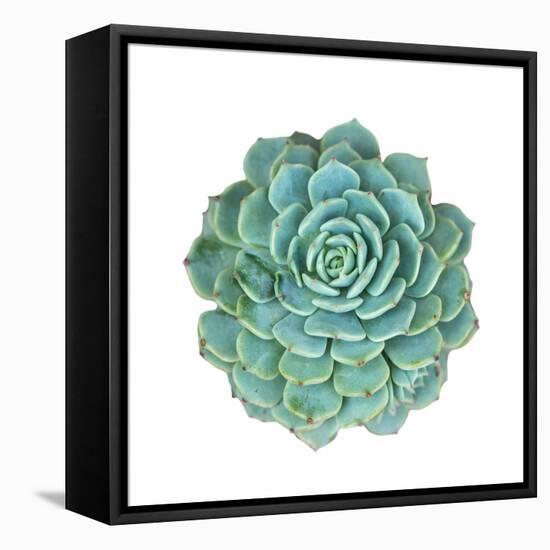 Miniature Succulent Plants-kenny001-Framed Premier Image Canvas