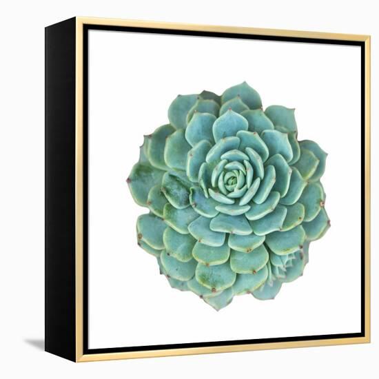 Miniature Succulent Plants-kenny001-Framed Premier Image Canvas