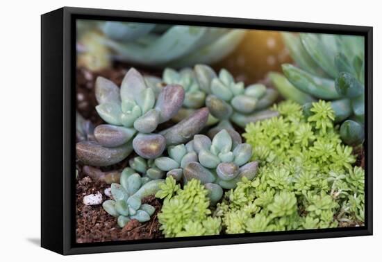 Miniature Succulent Plants-kenny001-Framed Premier Image Canvas