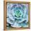 Miniature Succulent Plants-kenny001-Framed Premier Image Canvas