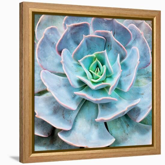 Miniature Succulent Plants-kenny001-Framed Premier Image Canvas