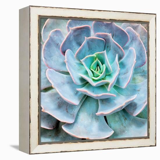 Miniature Succulent Plants-kenny001-Framed Premier Image Canvas