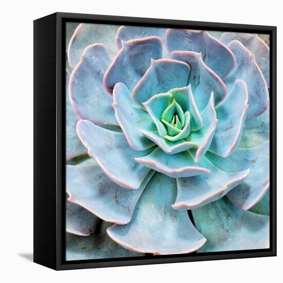 Miniature Succulent Plants-kenny001-Framed Premier Image Canvas