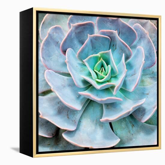 Miniature Succulent Plants-kenny001-Framed Premier Image Canvas