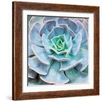 Miniature Succulent Plants-kenny001-Framed Photographic Print