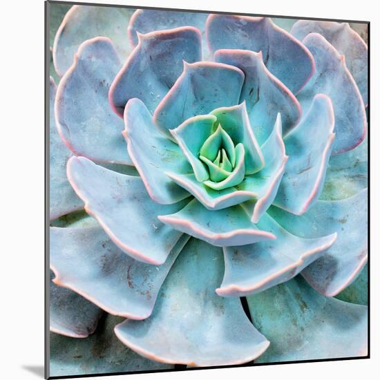 Miniature Succulent Plants-kenny001-Mounted Photographic Print