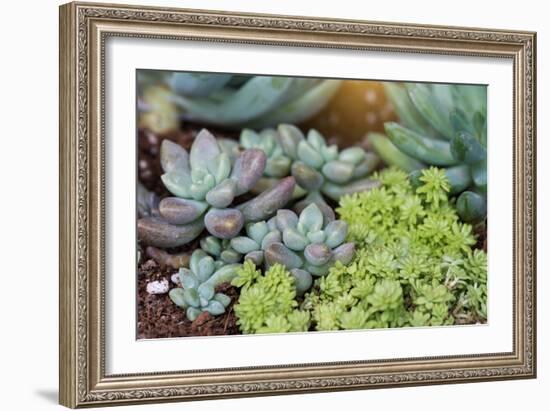 Miniature Succulent Plants-kenny001-Framed Photographic Print