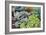 Miniature Succulent Plants-kenny001-Framed Photographic Print