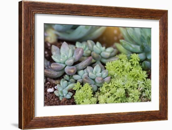 Miniature Succulent Plants-kenny001-Framed Photographic Print