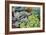 Miniature Succulent Plants-kenny001-Framed Photographic Print