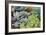 Miniature Succulent Plants-kenny001-Framed Photographic Print