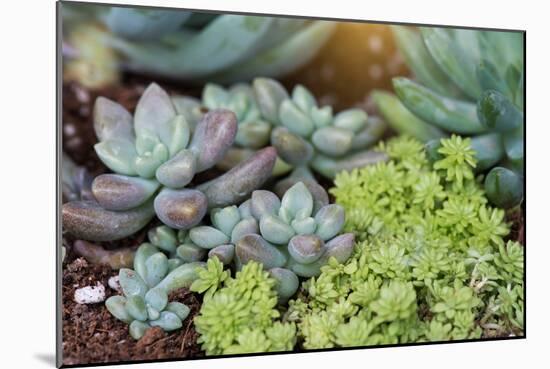 Miniature Succulent Plants-kenny001-Mounted Photographic Print