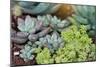 Miniature Succulent Plants-kenny001-Mounted Photographic Print