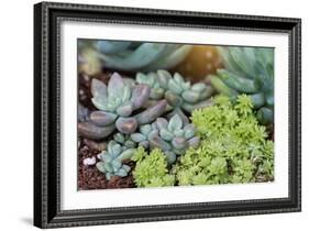 Miniature Succulent Plants-kenny001-Framed Photographic Print