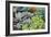 Miniature Succulent Plants-kenny001-Framed Photographic Print