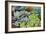 Miniature Succulent Plants-kenny001-Framed Photographic Print