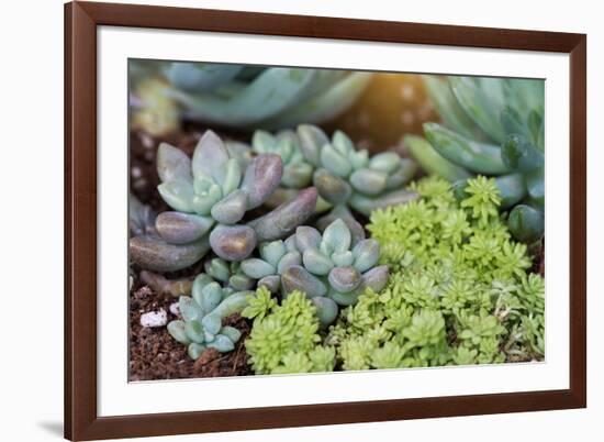 Miniature Succulent Plants-kenny001-Framed Photographic Print