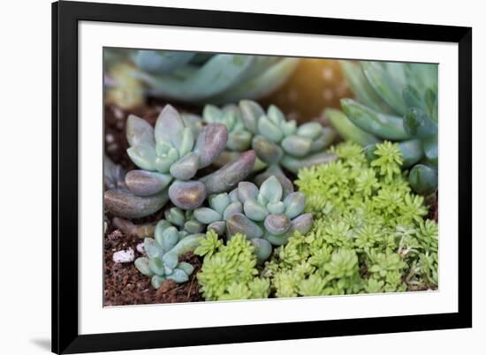 Miniature Succulent Plants-kenny001-Framed Photographic Print