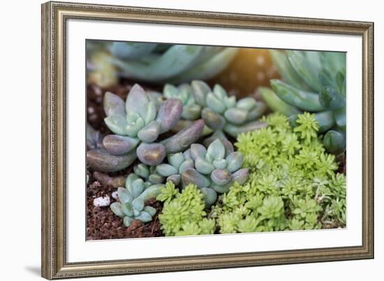 Miniature Succulent Plants-kenny001-Framed Photographic Print