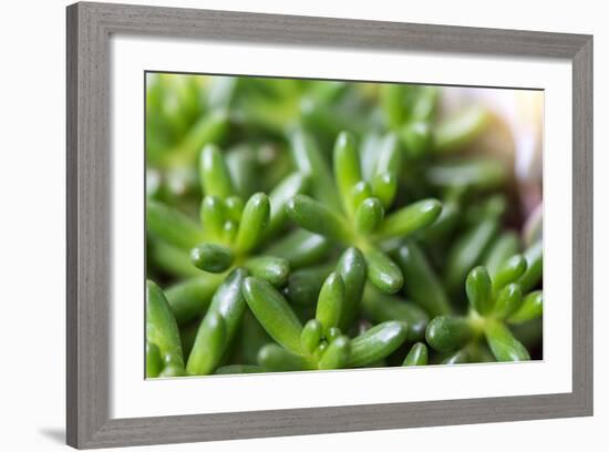 Miniature Succulent Plants-kenny001-Framed Photographic Print