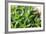 Miniature Succulent Plants-kenny001-Framed Photographic Print