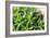 Miniature Succulent Plants-kenny001-Framed Photographic Print